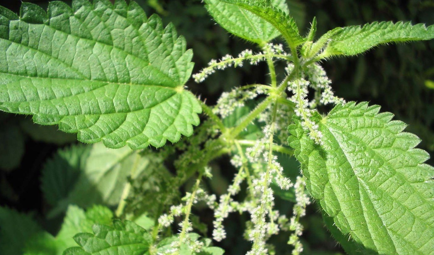 Крапива двудомная (Urtica dioica)